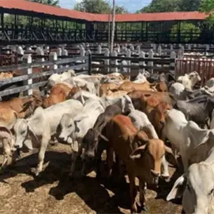 Ganaderos recibirán 6 mil pesos por res sacrificado para recuperar estatus zoosanitario de Sinaloa