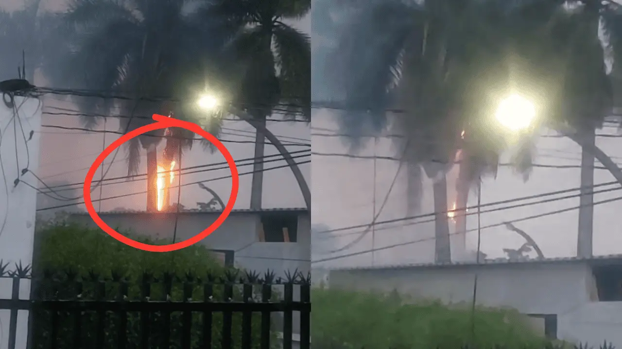 Rayo cae en la colonia Scally y deja una palma incendiada durante intensa tormenta en Los Mochis | VIDEO