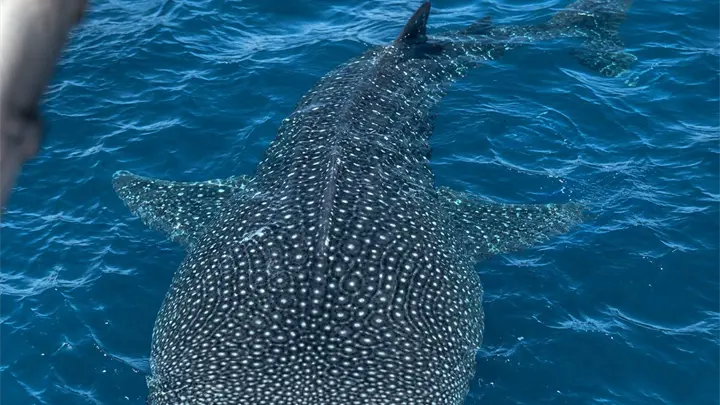 Captan a un enorme tiburón ballena en aguas de Topolobampo, en Ahome