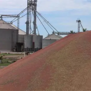 Sorgo de Sinaloa a China: así serán los contratos de compra y esquema de comercialización Sorgo de Sinaloa a China: así serán los contratos de compra y esquema de comercialización