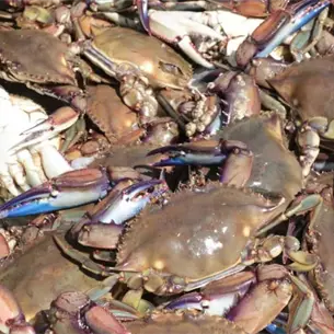 ¡Se acabó la veda! Miles de pescadores vuelven al mar por la jaiba en Sinaloa ¡Se acabó la veda! Miles de pescadores vuelven al mar por la jaiba en Sinaloa