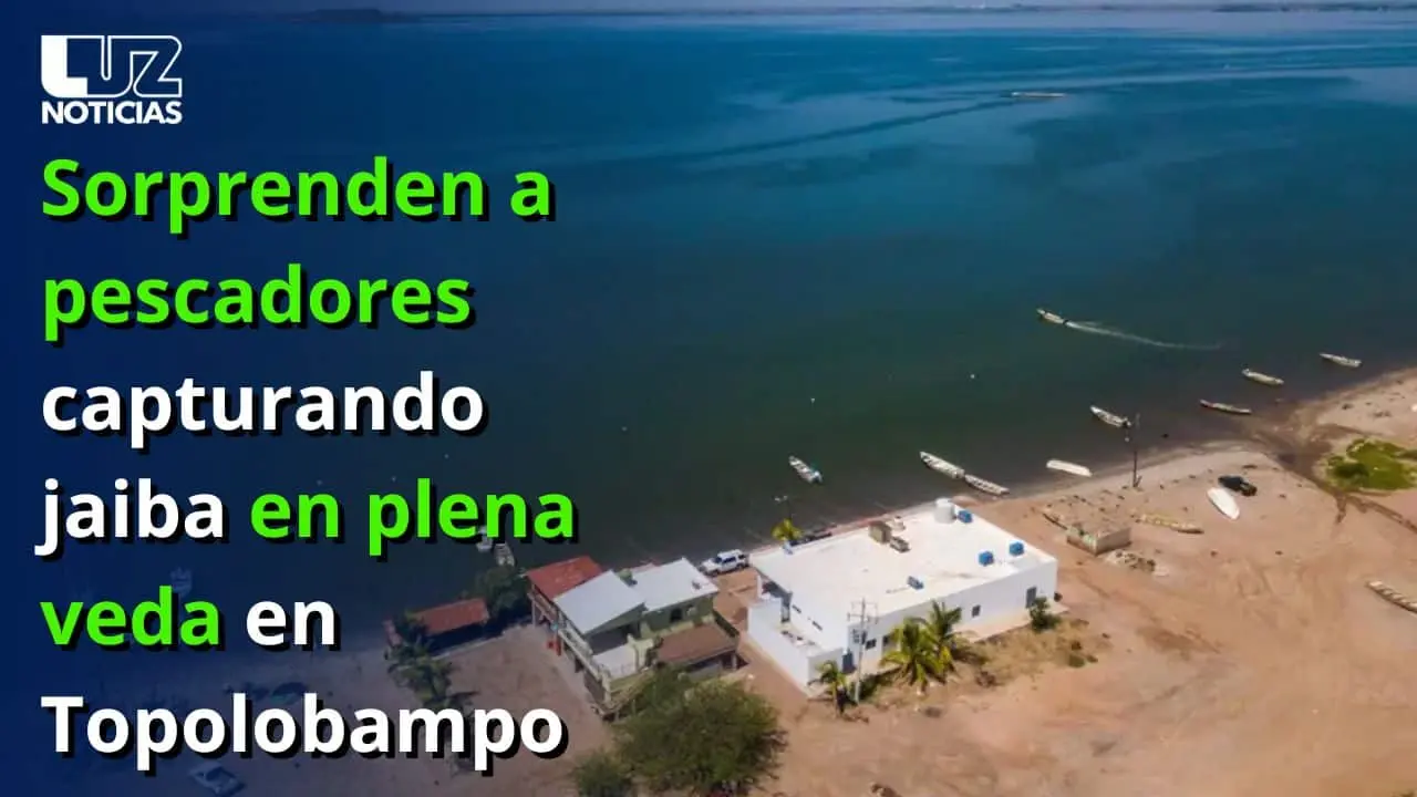 Sorprenden a pescadores capturando jaiba en plena veda en Topolobampo
Sorprenden a pescadores capturando jaiba en plena veda en Topolobampo