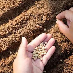 Semillas certificadas dan mayor certeza a productores de Sinaloa: INIFAP