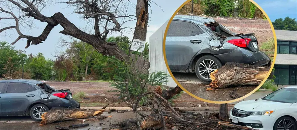Viejo álamo cae sobre dos vehículos y alborota enjambre de abejas en Los Mochis en plena lluvia Viejo álamo cae sobre dos vehículos y alborota enjambre de abejas en Los Mochis en plena lluvia