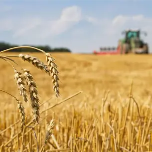 Productores de Sinaloa exigen regionalizar el precio del trigo para destrabar los pagos Productores de Sinaloa exigen regionalizar el precio del trigo para destrabar los pagos