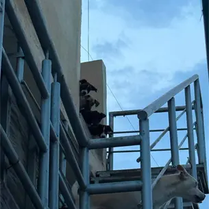 Rescatan a ocho perritos de una casa abandonada en Culiacán en terribles condiciones