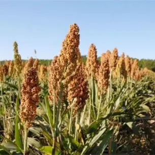 Sorgo mexicano rumbo a China: productores y empresarios se reunirán en SADER Sorgo mexicano rumbo a China: productores y empresarios se reunirán en SADER