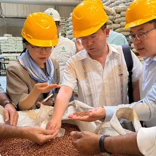 Sorgo mexicano para el baijiu de China: Topolobampo será clave en acuerdo de exportación