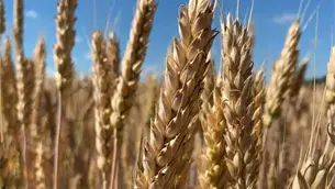 ¡No hay dinero para completar el precio de garantía! Trigueros de Sinaloa recibirán $1,700 y apoyo vía FIRA