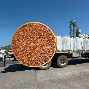 Sorgo a China entusiasma a productores de Sinaloa; esperan precio para decidir si sustituyen maíz