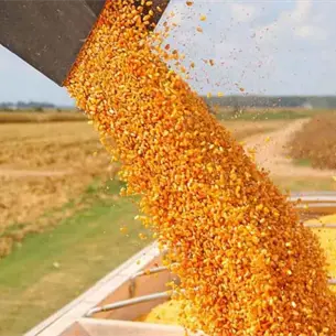 ¿Tarjetas del Bienestar sin dinero? Agricultura asegura que mayoría ya cobró apoyo al maíz ¿Tarjetas del Bienestar sin dinero? Agricultura asegura que mayoría ya cobró apoyo al maíz