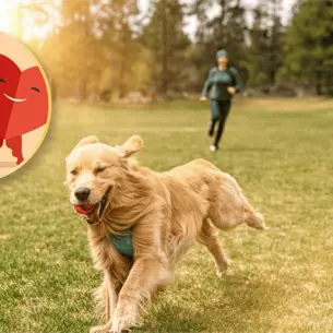 ¿Conocías estos beneficios ocultos de pasear a tu perro? Esto dicen los expertos