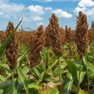 Valle del Évora se apunta a sembrar hasta 25 mil hectáreas de sorgo