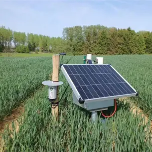 ¡Plagas bajo vigilancia! Tecnología puede alertar al productor hasta 7 días antes: CIMMYT