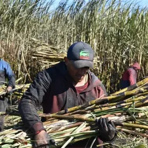 ¡Sin pago y sin dinero para la próxima zafra! Cañeros de Eldorado reclaman 23.5 mdp
