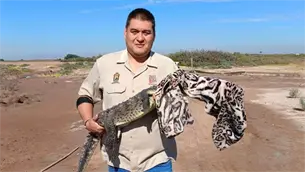 Conoce a Armando Jiménez, el encantador de cocodrilos de Culiacán Conoce a Armando Jiménez, el encantador de cocodrilos de Culiacán
