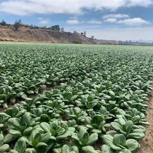 ¡Sinaloa produce hortalizas que aquí ni se comen! Las cultivan para el mercado chino de California ¡Sinaloa produce hortalizas que aquí ni se comen! Las cultivan para el mercado chino de California