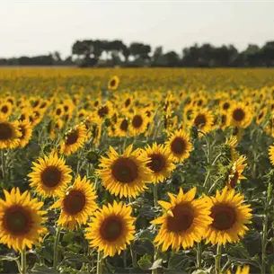 Empresarios chinos ponen la mira en girasol y cacahuate de Sinaloa