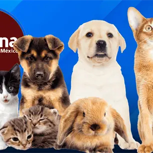 Morena propone hasta 3 días de licencia laboral por la muerte de una mascota Morena propone hasta 3 días de licencia laboral por la muerte de una mascota
