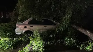 Árbol cae sobre vehículo tras fuerte lluvia y viento en la zona centro de Culiacán
