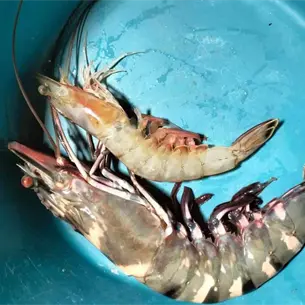 Camarón tigre de India ya se vende en Sinaloa; Cesasin alerta por riesgo sanitario