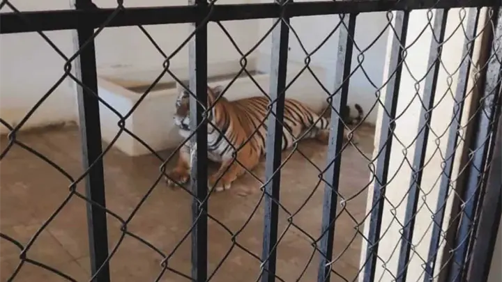 Aseguran dos tigres de Bengala en predio de Mazatlán; no contaban con registro ni plan de manejo