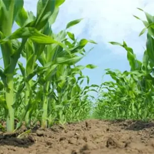 «La agricultura sí está atravesando un muy mal momento»: AARFS pide concluir pagos antes del nuevo ciclo en Sinaloa