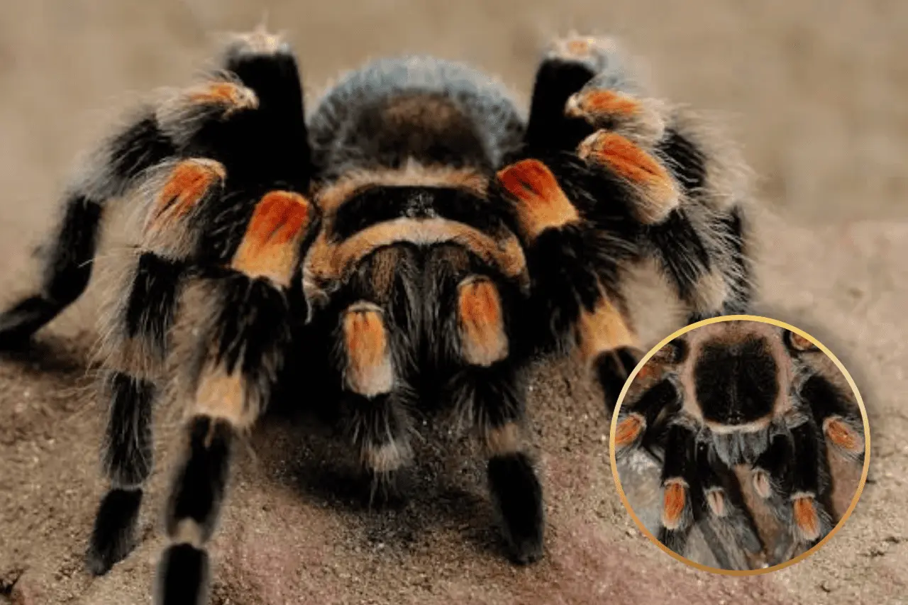 Tener o vender una tarántula de rodillas rojas en México puede implicar cárcel y multas