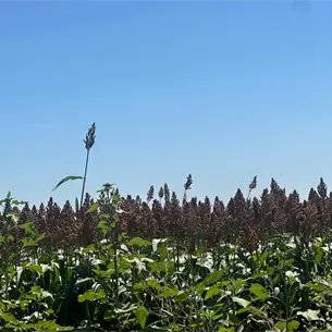 Productores de Sinaloa apuestan por un programa de sorgo para el próximo ciclo agrícola Productores de Sinaloa apuestan por un programa de sorgo para el próximo ciclo agrícola
