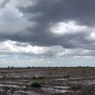 Lluvias de Polo no dañan cultivos tempranos del Valle del Carrizo; hay chile, tomate y maíz elotero establecidos Lluvias de Polo no dañan cultivos tempranos del Valle del Carrizo; hay chile, tomate y maíz elotero establecidos