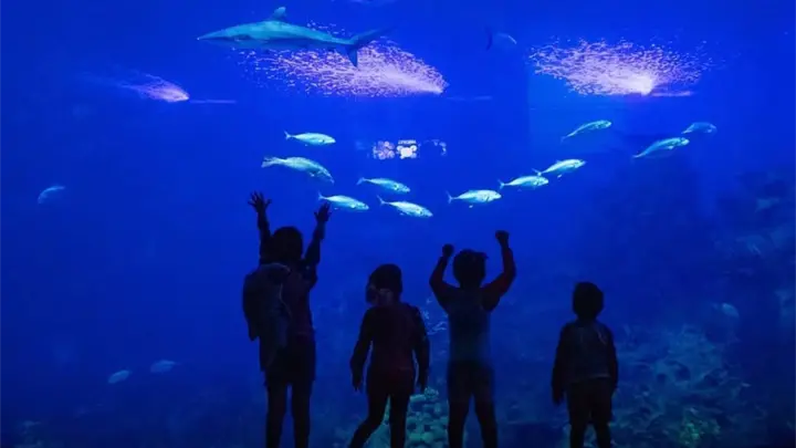 ¡Promoción para mazatlecos! Gran Acuario tendrá accesos en 250 pesos y experiencias al 2x1 durante octubre