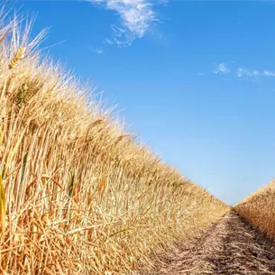 ¿Vas a sembrar? Presentan créditos con bonificación del 9% para productores de Sinaloa ¿Vas a sembrar? Presentan créditos con bonificación del 9% para productores de Sinaloa