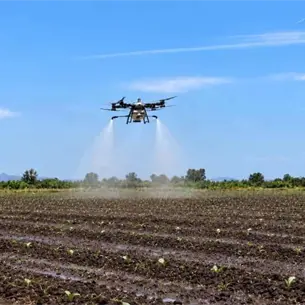 Drones agrícolas provocan daños por herbicidas: detectan tres casos en el Valle de Culiacán