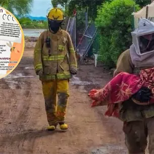¿Cómo sobrevivir a un ataque de abejas? Tips que te salvarán la vida
