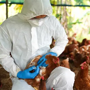 Sinaloa implementa medidas sanitarias para prevenir la influenza aviar