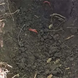 Localizan restos óseos humanos en el ejido Las Víbora, en Costa Rica