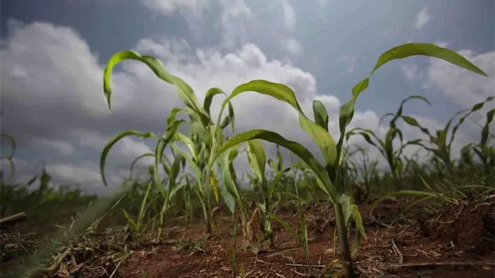Sinaloa definirá ciclo agrícola 2026-2027 la próxima semana