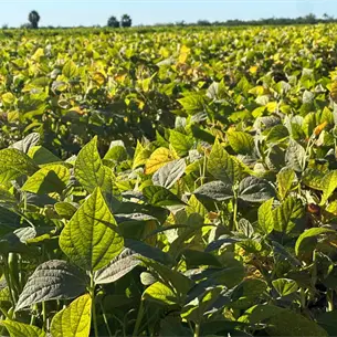 Frijol encabeza intención de siembra en el Valle del Fuerte