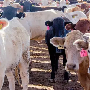 Ganado, gallinas, gatos y perros suman 150 casos de gusano barrenador en El Fuerte Ganado, gallinas, gatos y perros suman 150 casos de gusano barrenador en El Fuerte