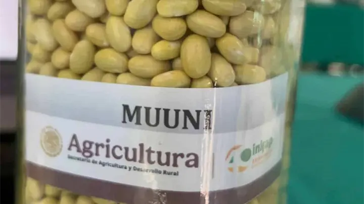 Muuni, el nuevo frijol del INIFAP con más tolerancia al calor y rendimiento: ¿cuándo habrá semillas? Muuni, el nuevo frijol del INIFAP con más tolerancia al calor y rendimiento: ¿cuándo habrá semillas?