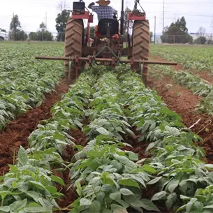 Productores de Sinaloa apuestan por el frijol, pero no todos podrán sembrarlo