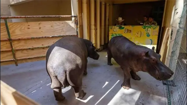 Muere Motomoto, hipopótamo del Zoológico de Culiacán