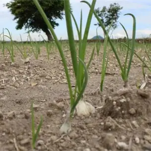 Inicia siembra de cebolla en el Valle del Évora con buenas expectativas