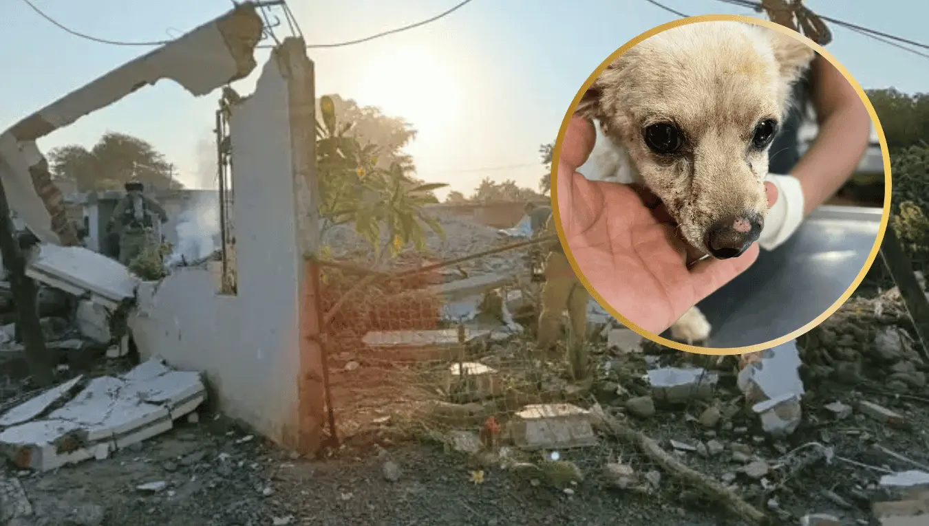 Don Francisco y doña Reyes murieron tras la explosión; su perrita Lili resistió entre los escombros