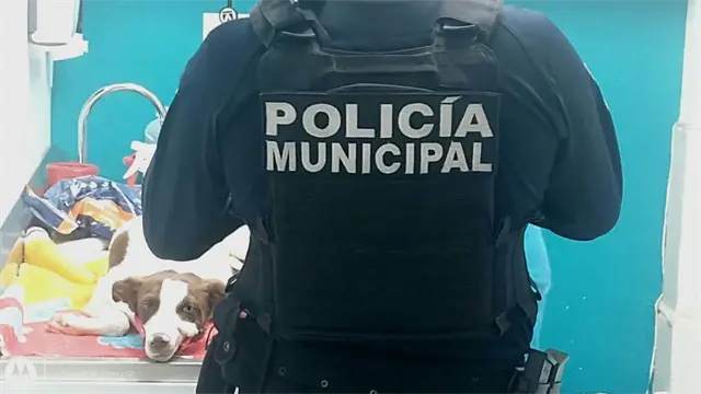 Reportan estable al perrito Pinto tras recibir un balazo en su patita en ataque a vivienda en Culiacán